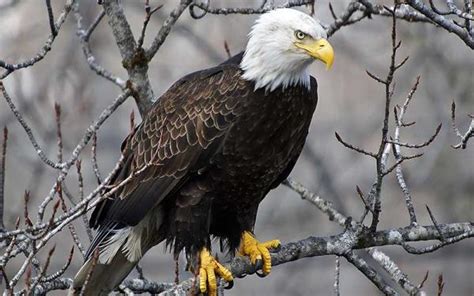 Top Imagen Caracteristicas De La Aguila Calva Abzlocal Mx