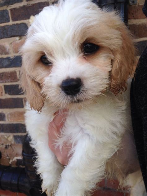 Cavachon Puppies For Sale Boston Ma 165102 Petzlover