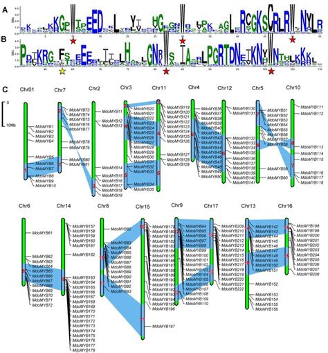 The Sequence Logs Of The R A And R B Myb Repeats Are Generated By