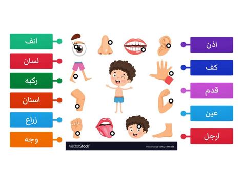 اجزاء جسم الانسان الصف الاول ٢ דיאגרמה עם תוויות