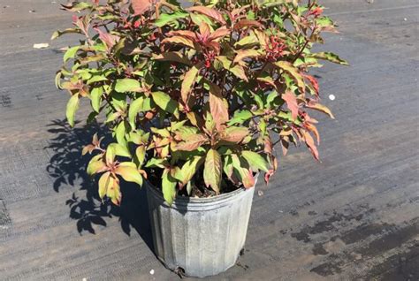 Florida Keys Blackbead Pithecellobium Keyense Smarty Plants Nursery