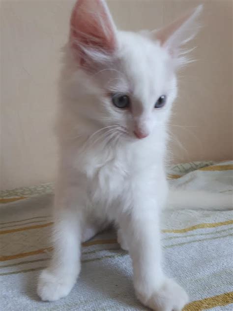 Vends Chaton Blanc Yeux Bleus Haut Rhin Sur Animoz Net