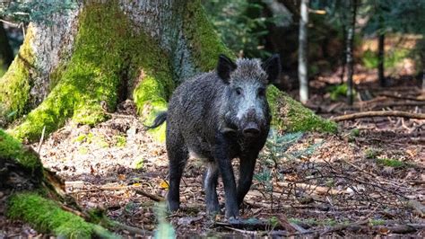 Begegnung Mit Wildschwein So Verhalten Sie Sich Richtig Swr Rp Swr