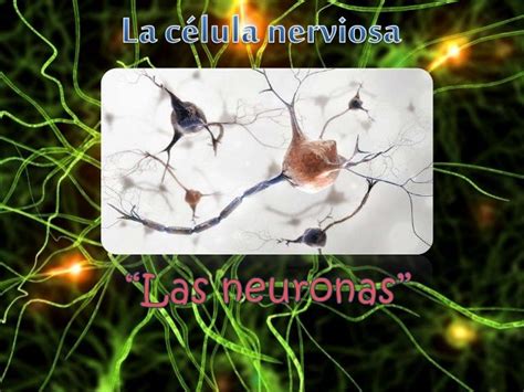 La Célula Nerviosa Las Neuronas