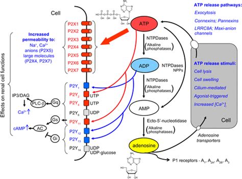 Extracellular Nucleotides And P2 Receptors In Renal Function