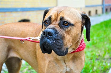 Bullmastiff Breed Information Care Guide And Traits Pet Breeezy