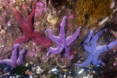 Estrella Violeta Guía De Especies Submarinas De Argentina · Inaturalist