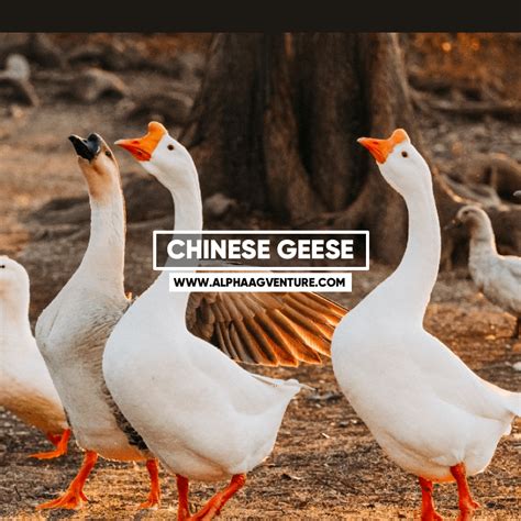 Buy Chinese Geese for Sale in the Philippines