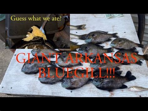 Giant Bluegill Throat Catch Clean And Cook YouTube