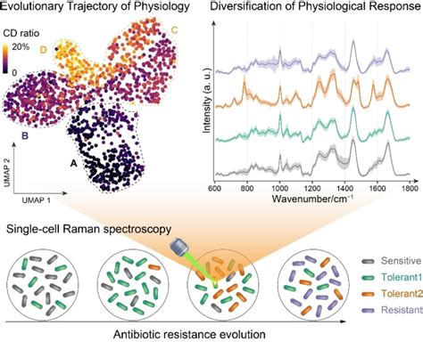 An Isotope Labeled Single Cell Raman Spectroscopy Approach For Tracking