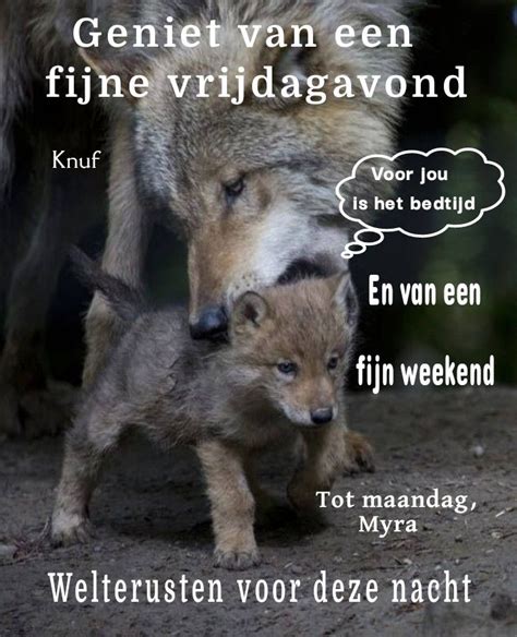 Wolf En Jong Fijne Avond En Weekend Welterusten Good Night Good