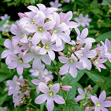 Колокольчик молочноцветковый 'Лоддон Энн' / Campanula lactiflora ...