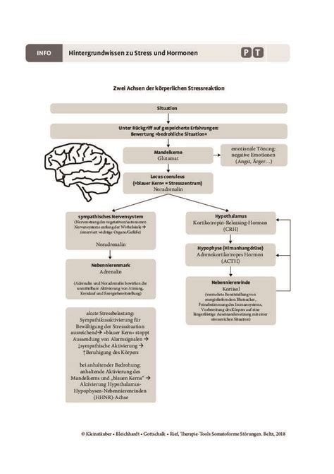 Somatoforme St Rungen Hintergrundwissen Zu Stress Und Hormonen