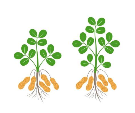 Peanut Plant Illustrations Royalty Free Vector Graphics And Clip Art