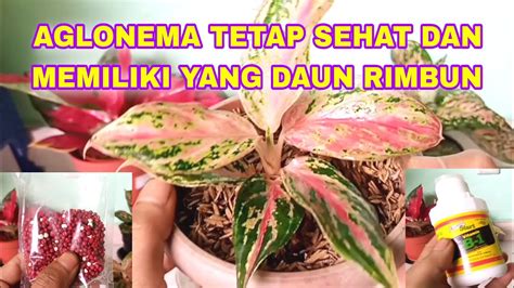 Agar Aglonema Tetap Sehat Dan Memiliki Daun Yang Rimbun Youtube