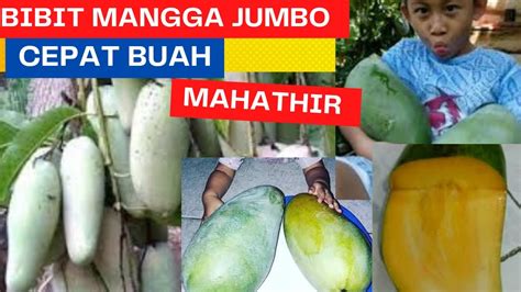 Bibit Mangga Mahathir Malaysia Buah Super Jumbo Youtube