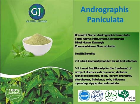 Andrographis Paniculata Powder Green Chiretta Powder At Rs 90 Piece