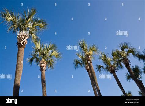 Cabbage Palm Trees Also Known As Sabal Palms The State Tree Of