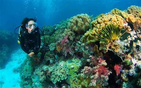 Menjadi Saksi Surga Bawah Laut Wakatobi Superlive