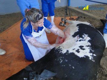 Curso De Cirurgias Em Bovinos A Campo Portal Para