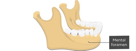 Mandible Bone Anatomy And Labeled Diagram Getbodysmart