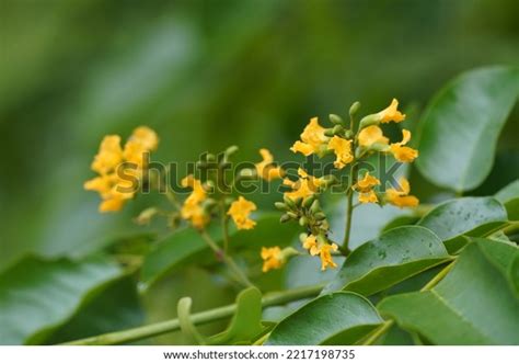 125 Narra Flowers Images, Stock Photos & Vectors | Shutterstock