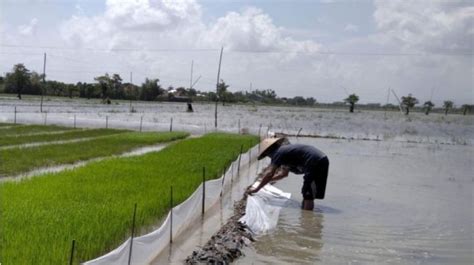 Duh Ratusan Hektar Lahan Pertanian Di Kabupaten Kudus Terendam Banjir