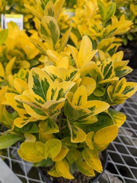 Photo Of The Leaves Of Golden Euonymus Euonymus Japonicus