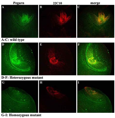 Immunofluorescence Of Third Instar Larvae Brain Hemisphere Ac Wild