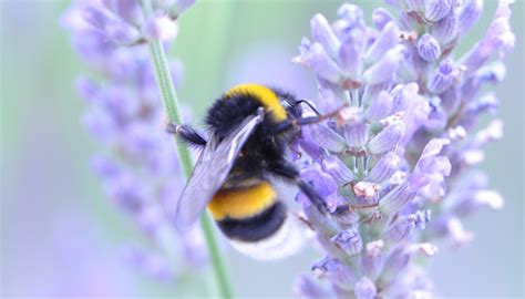 Eco-friendly Mosquito Traps - Eco-friendly mosquitotraps