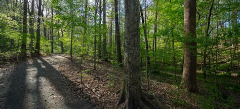 Fernbank Forest: Designed by Nature – ACP Festival Guide