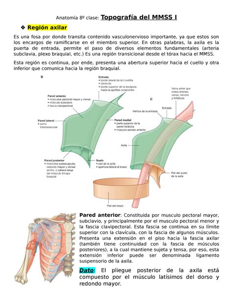 Topografia Miembro Superior I Anatom A Clase Topograf A Del Mmss