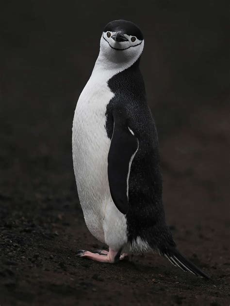 Manchot à jugulaire Antarctique pose photographique Philippe Decressac