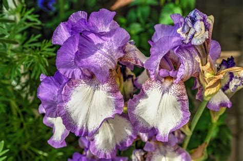 Premium Photo Iris Earl Of Essex Flower On Green Leaves Background