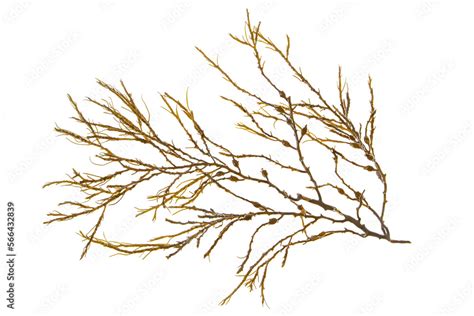 Ascophyllum Nodosum Brown Seaweed Or Knotted Kelp Algae Branch Isolated