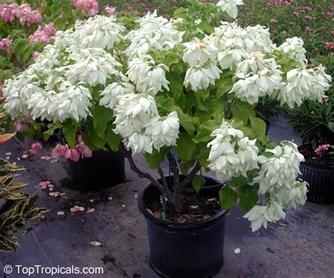 Mussaenda Philippica Dona Aurora Mussaenda