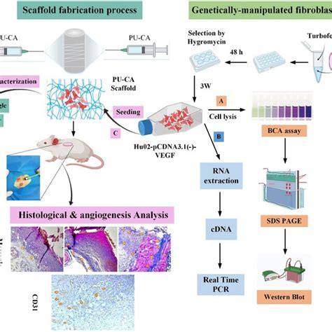 Transfection Efficiency And Investigating Overexpression Of Vegf Gene