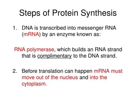 5 Steps Of Protein Synthesis