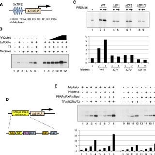 Med Requirement For Normal Induction Of Gene Expression By Prdm