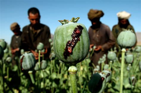 Opium Production Has Set Another Record In Afghanistan Here S Where