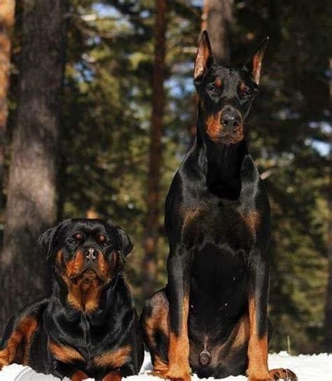 Doberman Vs Rottweiler Fight