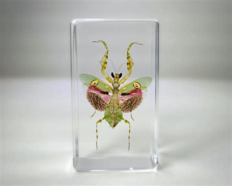 Bugs In Resin Museum Quality Resin Specimens