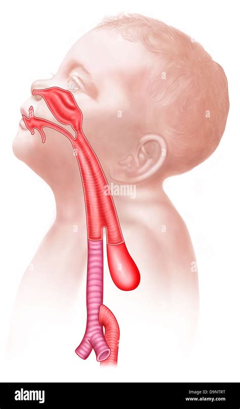 Trachea And Esophagus Hi Res Stock Photography And Images Alamy