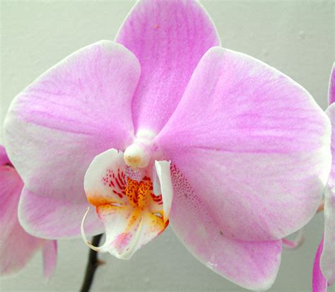 Pink Phalaenopsis Orchid Photograph By Eva Thomas