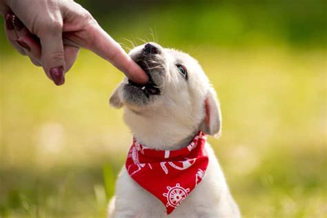 Pourquoi Mon Chien Me Mordille T Il Quand Je Le Gratte Chienino