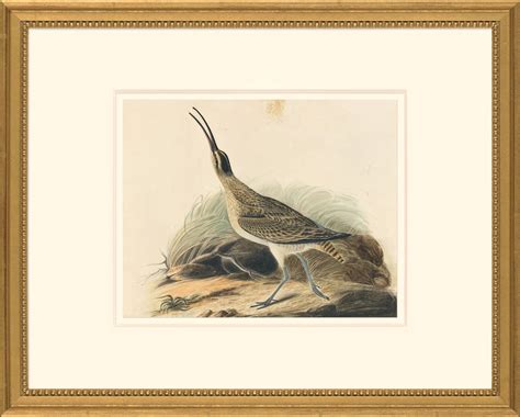 Audubon S Watercolors Octavo Pl 237 Whimbrel Audubon S Watercolors