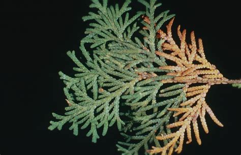 Cedar Tree Disease Identification Tomasa Victor