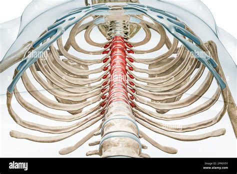 Vertebre Toraciche Di Colore Rosso Con Corpo 3D Che Rende L