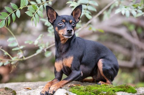 Pinscher 1 Características Filhote Preço Cuidados E Mais Guia Animal