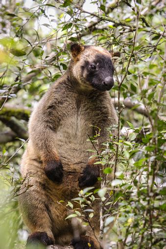 Close Up Of A Very Rare Lumholtz Tree Kangaroo Climbing Up A Tree In